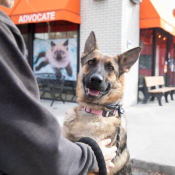 Ladybug -  Mixed Breed and German Shepherd Dog Dog for Adoption in Salt Lake City, Utah - Ladybug | PetCurious