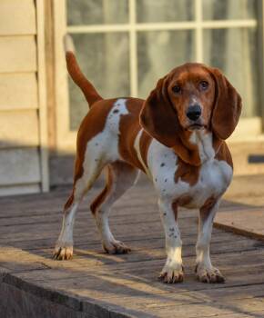 Basset Hound Dogs Available for Adoption in Indianapolis, Indiana - Minnie | PetCurious