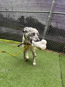Husky and American Dogs Available for Adoption in New Kensington, Pennsylvania - Dot | PetCurious
