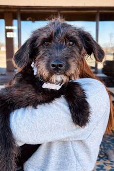 Labrador Retriever and Poodle Dogs Available for Adoption - Alexis | PetCurious