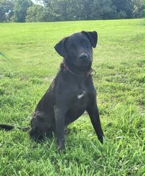 Chong -  Labrador Retriever Dog for Adoption in Manchester, Connecticut - Chong | PetCurious