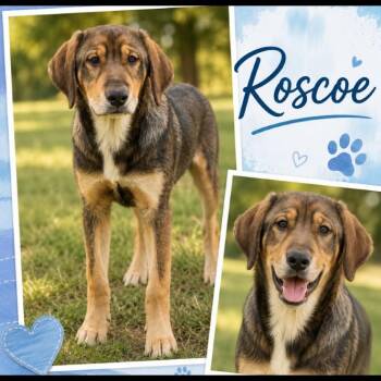 Roscoe -  Hound and Mixed Breed Dog for Adoption in Zimmerman, Minnesota - Roscoe | PetCurious