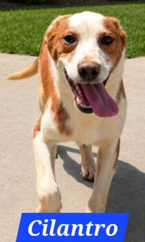 Cilantro -  Australian Shepherd Dog for Adoption in Minneapolis, Minnesota - Cilantro | PetCurious