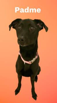 Rescue Black Labrador Retriever and Italian Greyhound Dogs for Adoption in Chuckey, Tennessee - Padme | PetCurious