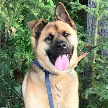 Deku -  Akita and German Shepherd Dog Dog for Adoption in Tampa, Florida - Deku | PetCurious