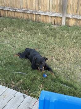 Rescue Rottweiler Dogs for Adoption in Pflugerville, Texas - Aurora | PetCurious