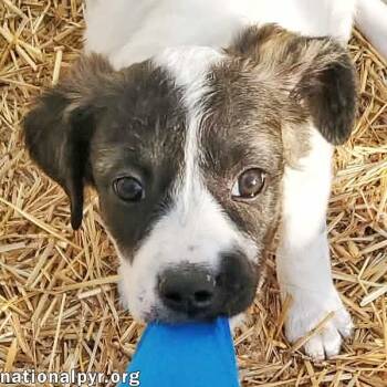 Great Pyrenees and Border Collie Dogs Available for Adoption in Beacon, New York - Honey In KY - Calm, Cool & Collected! | PetCurious