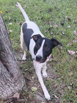 Blanche (Boo) - will be at Always Adopt Nov 9 -  Rat Terrier Dog for Adoption in Alexandria, Louisiana - Blanche (Boo) - Will Be At Always Adopt Nov 9 | PetCurious