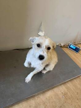 Poodle and Schnauzer Dogs Available for Adoption - Nico *Arriving 2/7* | PetCurious