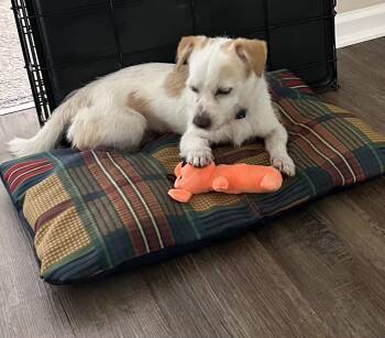 Conan -  Terrier Dog for Adoption in Lexington, Kentucky - Conan | PetCurious