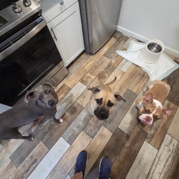 Rescue Weimaraner and Pit Bull Terrier Dogs for Adoption in Phoenix, Arizona - Sky | PetCurious