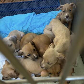 Terrier Dogs Available for Adoption in Clearwater, Florida - Aspen | PetCurious