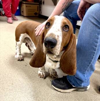 Rescue Basset Hound Dogs for Adoption in Fort Worth, Texas - 59800898 | PetCurious