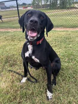Hound and Retriever Dogs Available for Adoption - Jay Bird | PetCurious