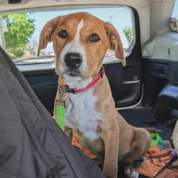 Hound Dogs Available for Adoption in Richmond, Virginia - Chip | PetCurious