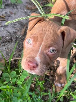 Terrier Dogs Available for Adoption in Margate, Florida - Malcom | PetCurious