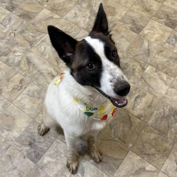 Jolie -  Australian Cattle Dog Blue Heeler Dog for Adoption in Pilot Point, Texas - Jolie | PetCurious