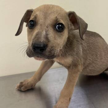 Happy -  Mixed Breed Dog for Adoption in Madisonville, Tennessee - Happy | PetCurious