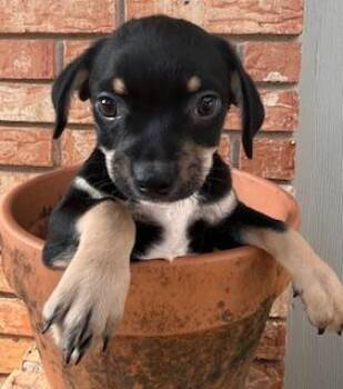 Chihuahua Dogs Available for Adoption in Edgecliff Village, Texas - RAMBO | PetCurious
