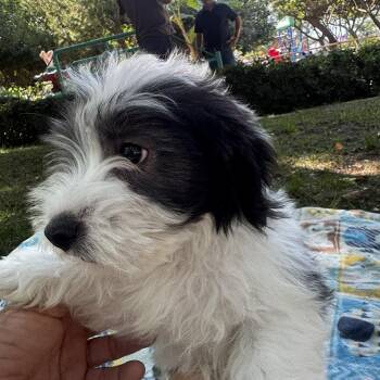 Havanese and Poodle Dogs Available for Adoption in Cupertino, California - PIXIE | PetCurious