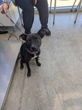 Rescue Mixed Breed Dogs for Adoption in Fort Worth, Texas - Myla | PetCurious