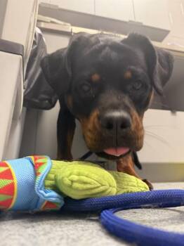 BONNIE TYLER -  Rottweiler Dog for Adoption in Indianapolis, Indiana - BONNIE TYLER | PetCurious