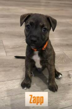 Labrador Retriever Dogs Available for Adoption in Walker, Louisiana - Zapp | PetCurious