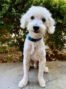 Flip Cup -  Maltese and Poodle Dog for Adoption in Palo Alto, California - Flip Cup | PetCurious
