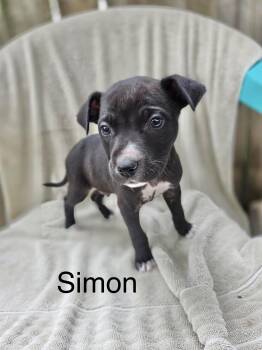Rescue Labrador Retriever Dogs for Adoption in Manchester, Connecticut - Simon 1 | PetCurious