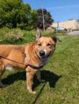Wiser -  Shepherd Dog for Adoption in Whitby, Ontario - Wiser | PetCurious