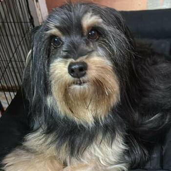 Yorkshire Terrier Dogs Available for Adoption - Odie | PetCurious