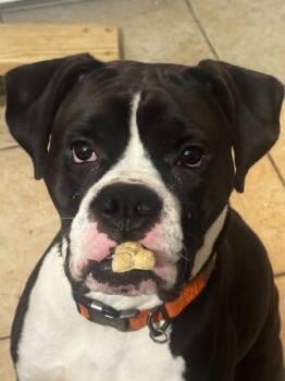 Ace -  Boxer Dog for Adoption in Sebastian, Florida - Ace | PetCurious