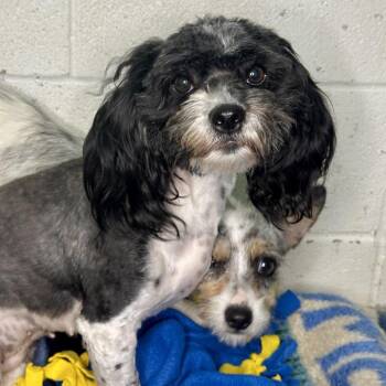 Shih Tzu Dogs Available for Adoption in Matteson, Illinois - Susana | PetCurious