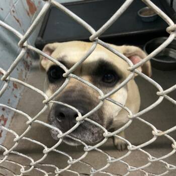 Isabel -  Pit Bull Terrier Dog for Adoption in Saint Joseph, Missouri - Isabel | PetCurious