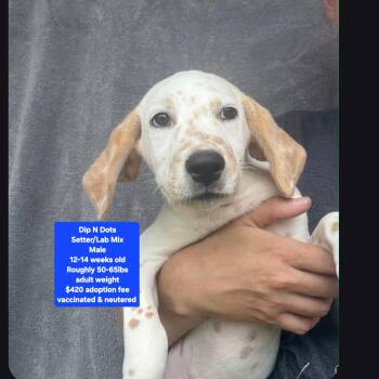 Dip N Dots -  Setter and Labrador Retriever Dog for Adoption in Oviedo, Florida - Dip N Dots | PetCurious