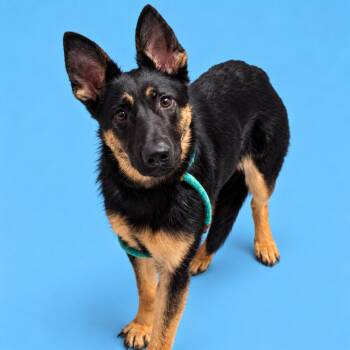 Fiona -  German Shepherd Dog and Mixed Breed Dog for Adoption in Concord, North Carolina - Fiona | PetCurious