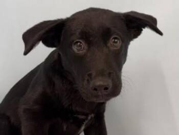 Flo -  Mixed Breed Dog for Adoption in Golden Valley, Minnesota - Flo | PetCurious