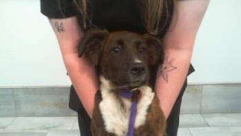 Australian Shepherd and Mixed Breed Dogs Available for Adoption in Charlotte, North Carolina - AYLA | PetCurious