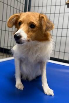 Rescue Shetland Sheepdog Sheltie Dogs for Adoption in Archbold, Ohio - Audrey | PetCurious