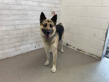 Rescue German Shepherd Dog Dogs for Adoption in San Bernardino, California - CESAR | PetCurious