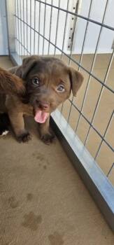 Labrador Retriever and Pit Bull Terrier Dogs Available for Adoption in Cleveland, Tennessee - Hermoine | PetCurious