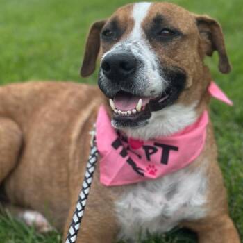 Odessa -  Mixed Breed Dog for Adoption in Buffalo, Minnesota - Odessa | PetCurious