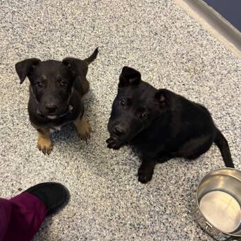 Paprika -  Shepherd and Mixed Breed Dog for Adoption in Great Falls, Montana - Paprika | PetCurious