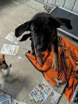 Denver -  Hound Dog for Adoption in Frenchburg, Kentucky - Denver | PetCurious