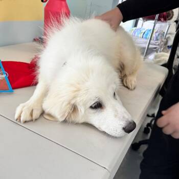 Alpine -  Great Pyrenees Dog for Adoption in Chico, California - Alpine | PetCurious