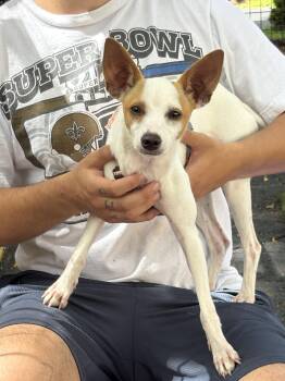tulip -  Italian Greyhound and Chihuahua Dog for Adoption in Margate, Florida - Tulip | PetCurious