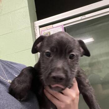 Crue -  Mixed Breed Dog for Adoption in Dekalb, Illinois - Crue | PetCurious
