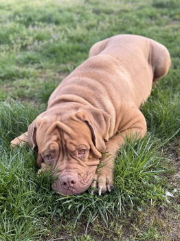 Rescue Dogue De Bordeaux Dogs for Adoption in Chambersburg, Pennsylvania - Kado | PetCurious