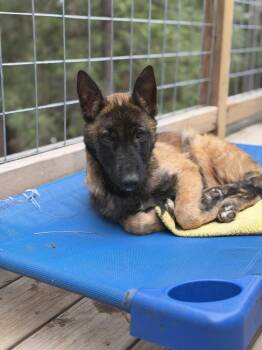 Belgian Shepherd Malinois Dogs Available for Adoption - Cash | PetCurious