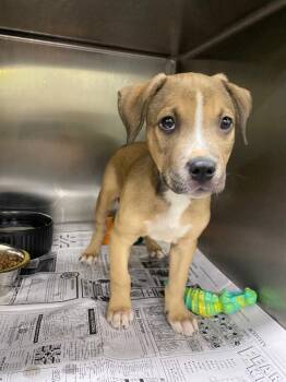 Mixed Breed Dogs Available for Adoption in Jackson, Tennessee - Badger | PetCurious